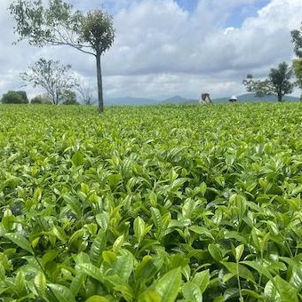 厚普农业（普洱）专业合作社