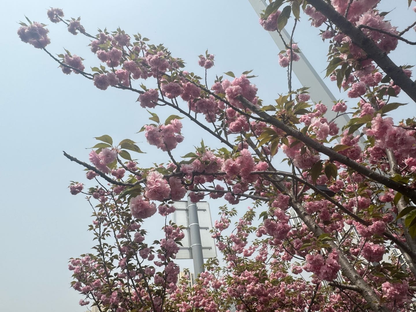 小蜇