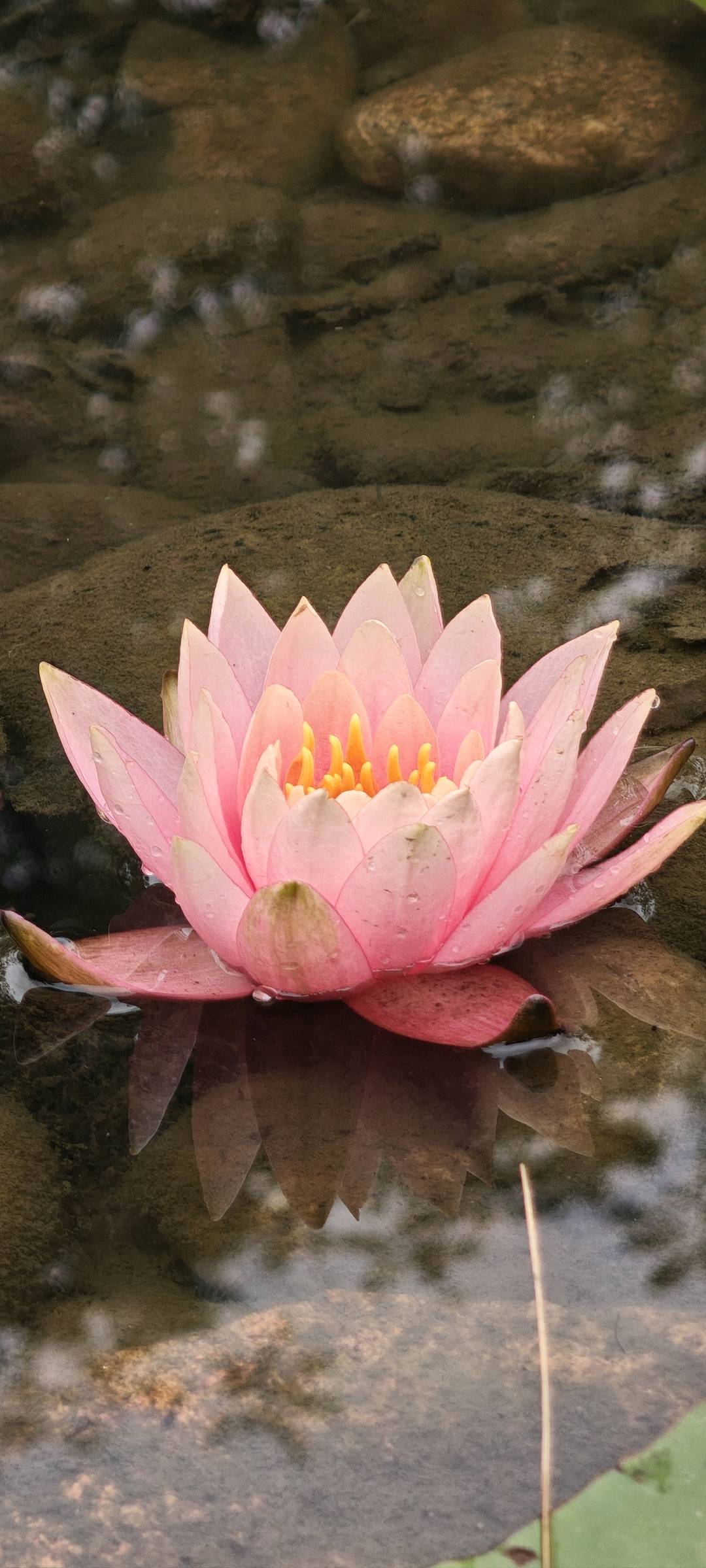 深圳市沉香菩提贸易有限公司