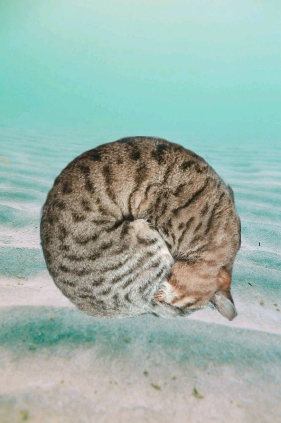 虎皇