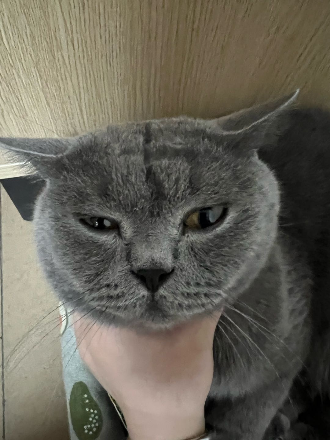 哇哈哈哈