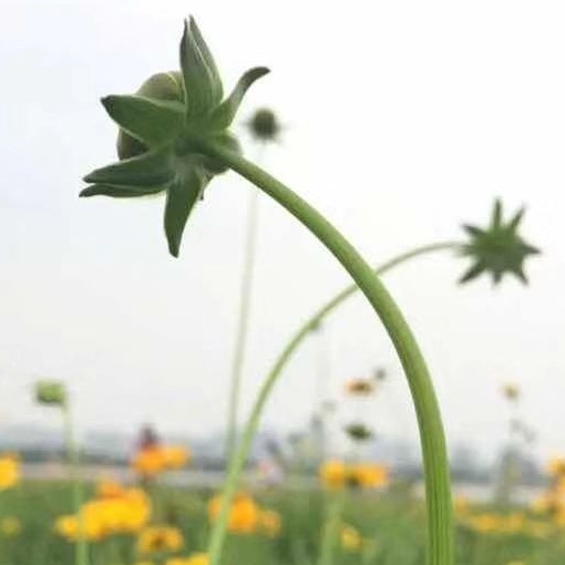 北京小科科技有限公司
