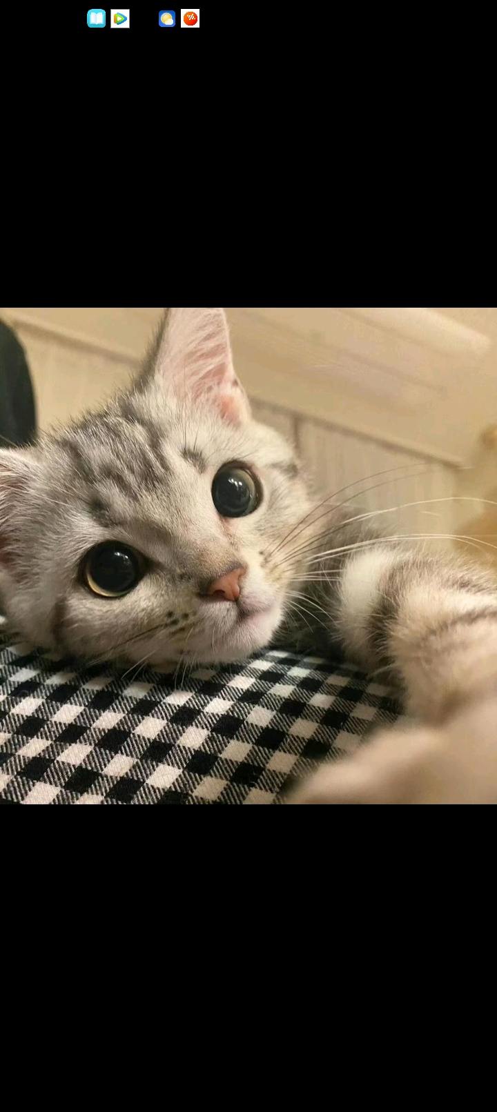 宠物用品供应商合作