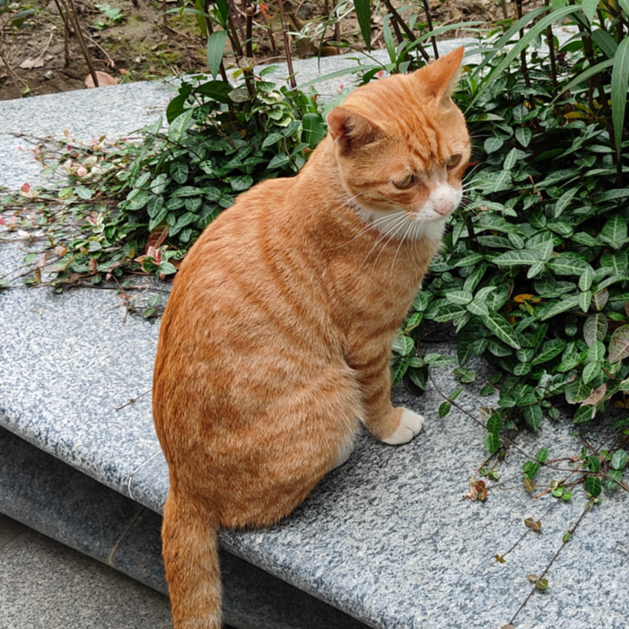 游戏试玩单设备50+ 全自动操作