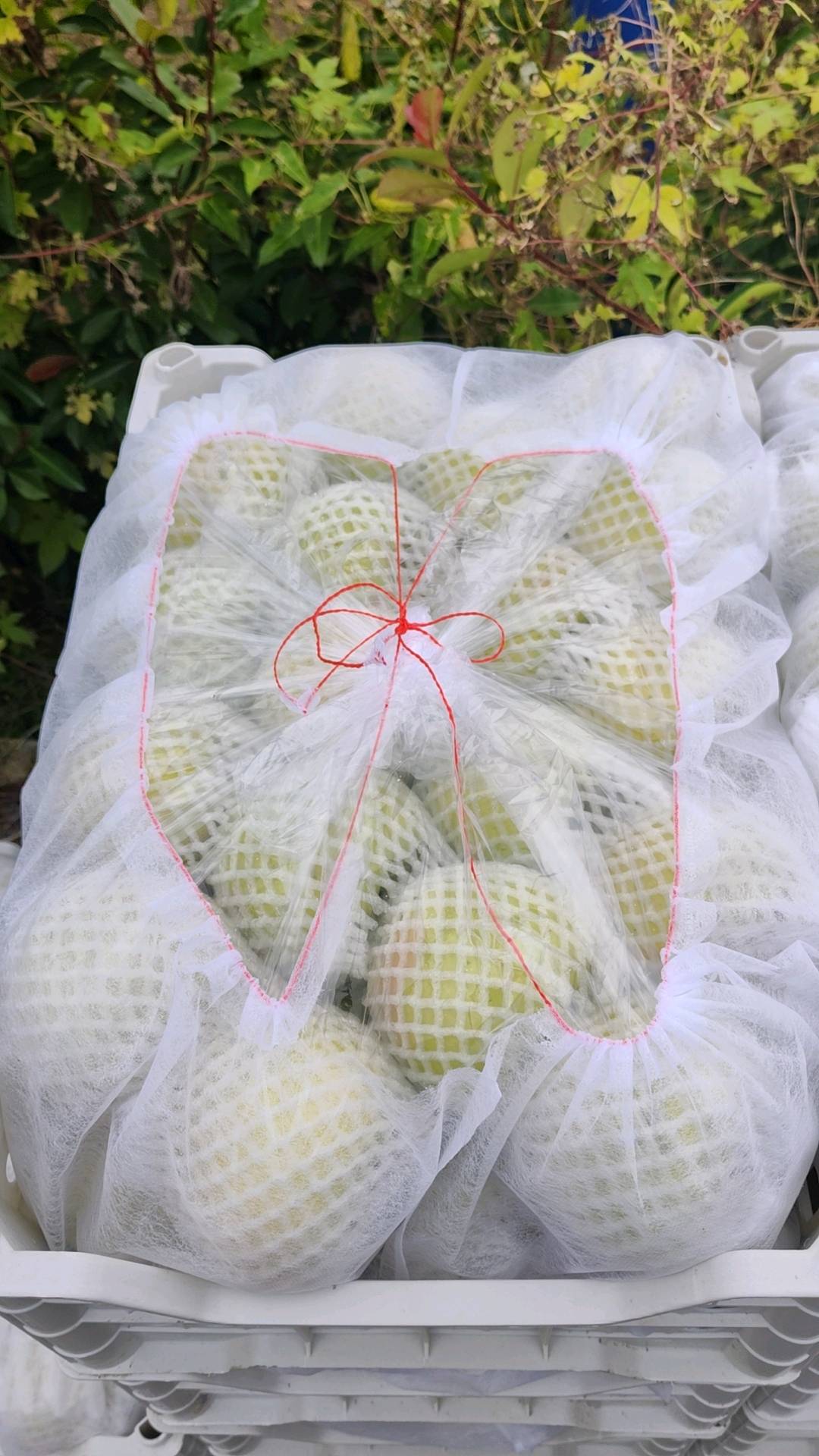 青森名月水**苹果寻求带货商家