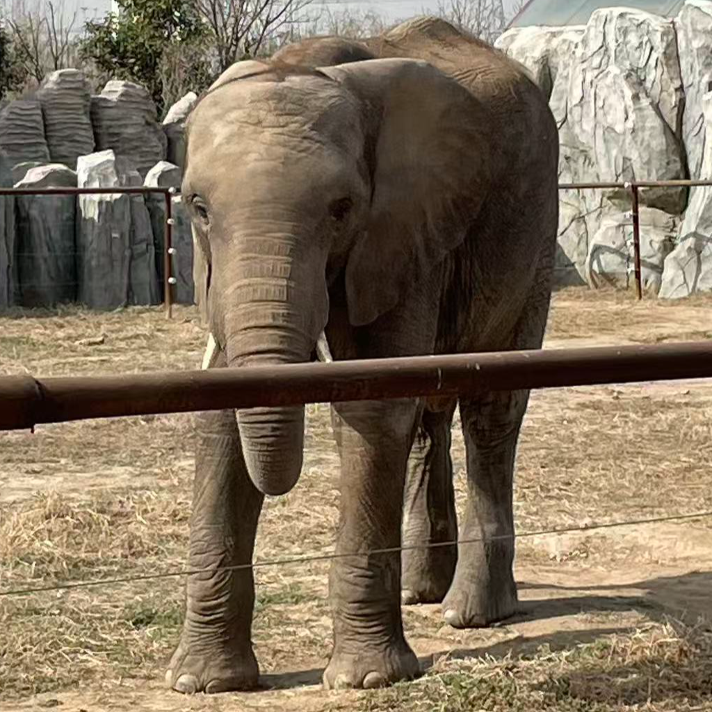 视频蝴蝶号合作分销